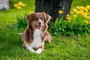 What to Look for in a Garden