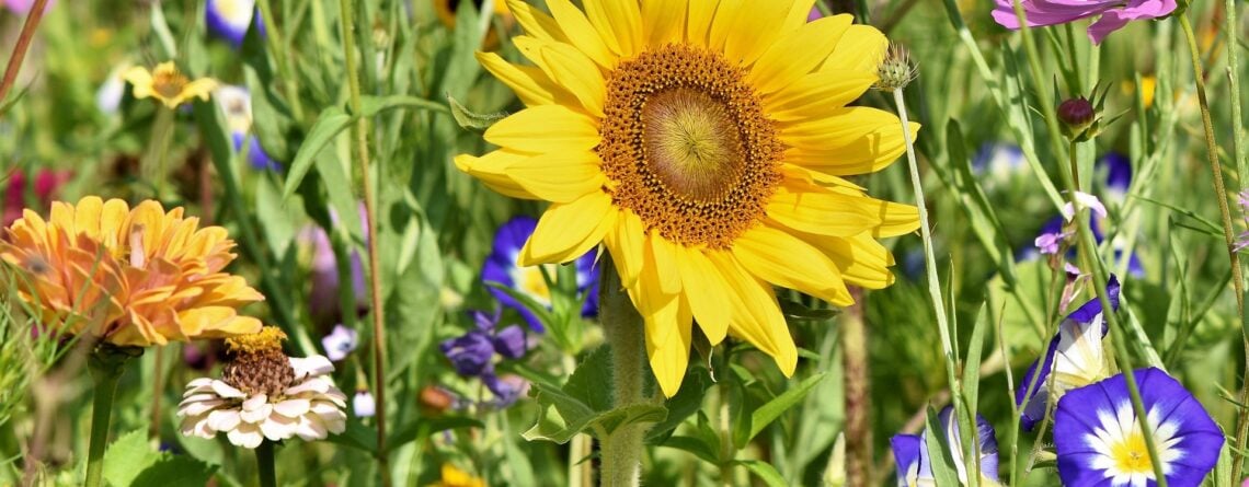 Garden Tips