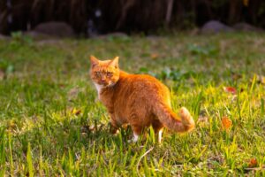 What to Look for in a Garden