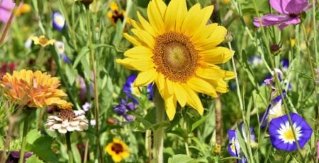 What to Look for in a Garden