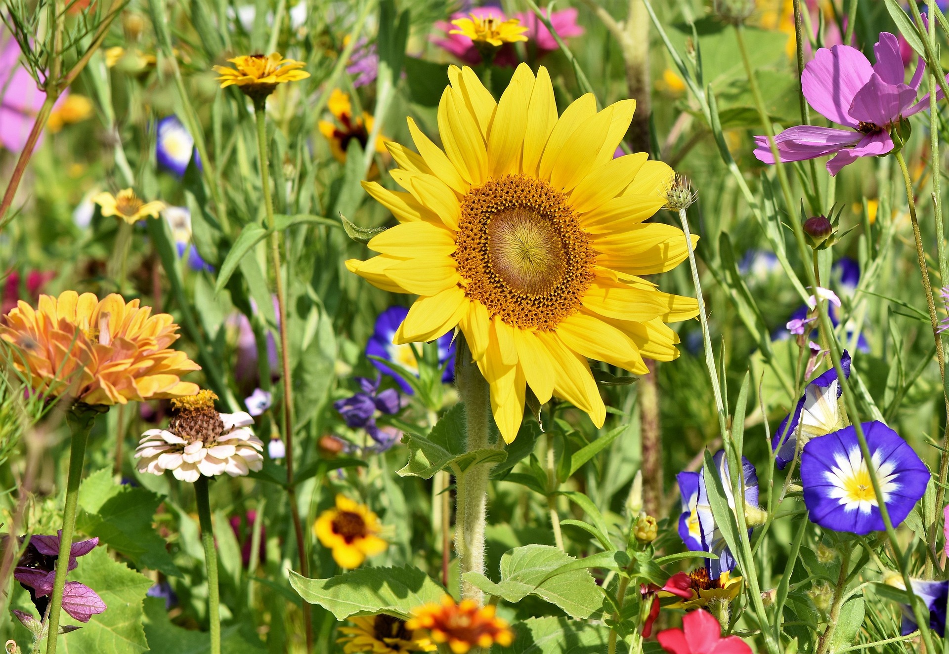 Garden Tips